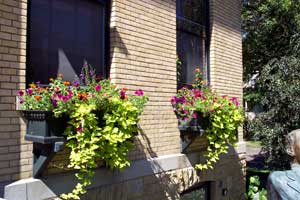 Purple petunias, orange zinnias and purple angelonia provide color at the top of these window boxes. Chartreuse sweet potato vine spills over the edges.