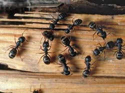carpenter ants.