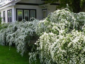  photo of bridal wreath shrubs