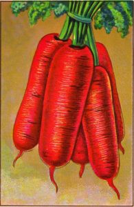 1920s illustration of carrots