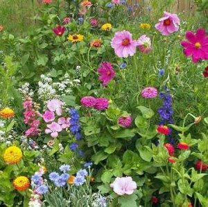 Cottage flower garden from seed.