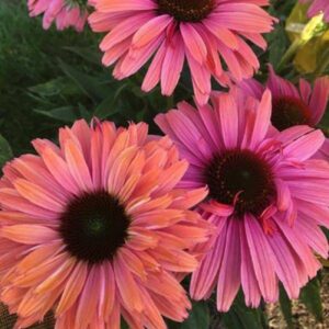 pink coneflowers.