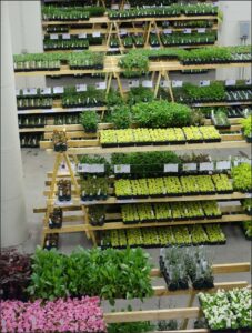 Aerial view of plants for sale.