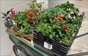 A wagon full of plants.