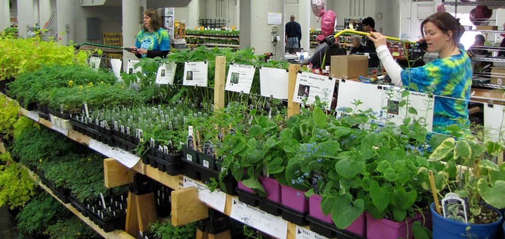 Volunteers water plants at the Friends plant sale.