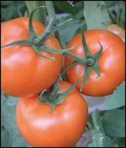 Brandywine tomatoes.