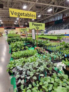 A display of pepper plants for sale.