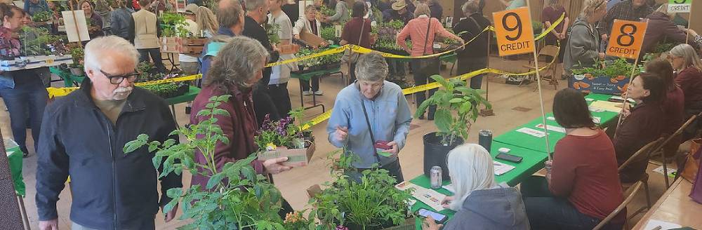 People shopping at the Ramsey County plant sale.