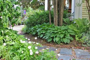 photo of hostas and ferns