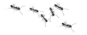 ants.