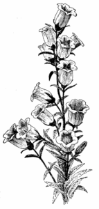 Bellflowers.