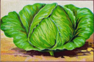 Vintage illustration of a cabbage head