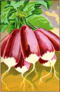 Vintage illustration of radishes